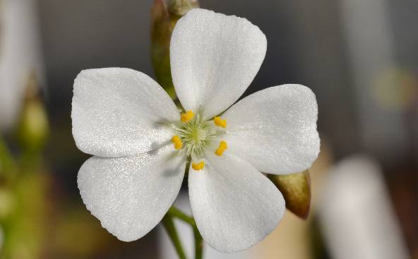 Florilège de drosera tubéreux DSC_0448_zpsfvqldzyu