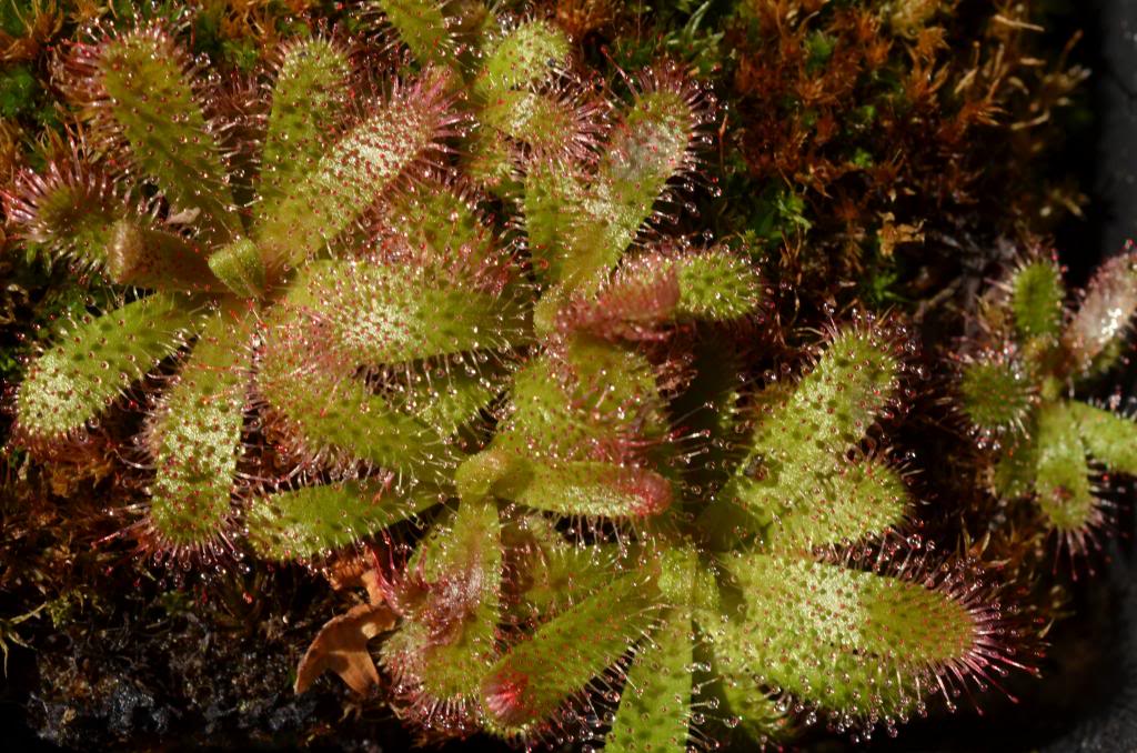 Drosera Afrique du sud DSC_1185_zpsb5e8d6e5