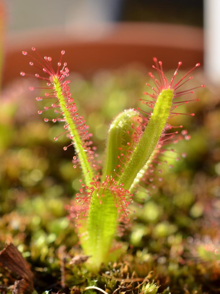 Drosera Afrique du sud DSC_1198_zpsc1260926