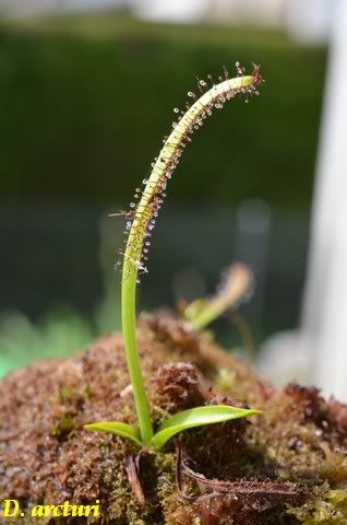 Drosera rustiques Arcturii1