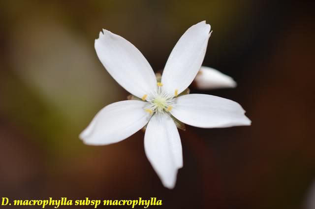 D. macrophylla Macrophylla11