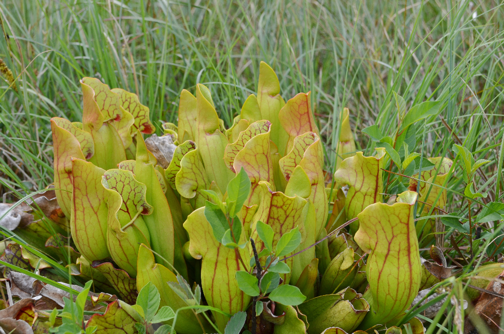 Visite de quelques sites de Sarracenia Sarra11_zpslh0gp6uu