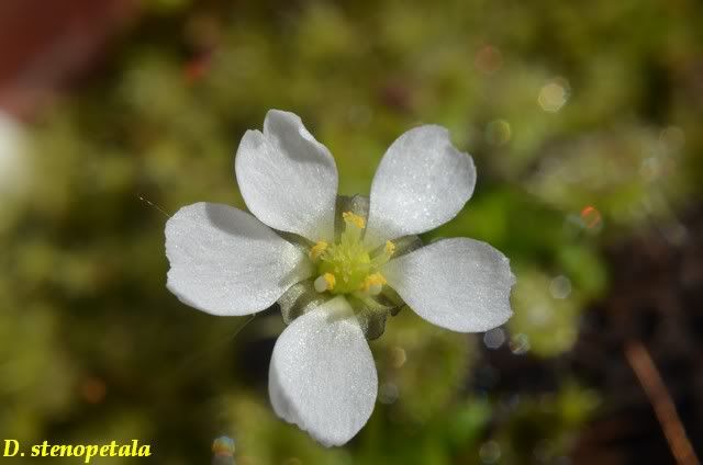 Drosera rustiques Stenopetalai1