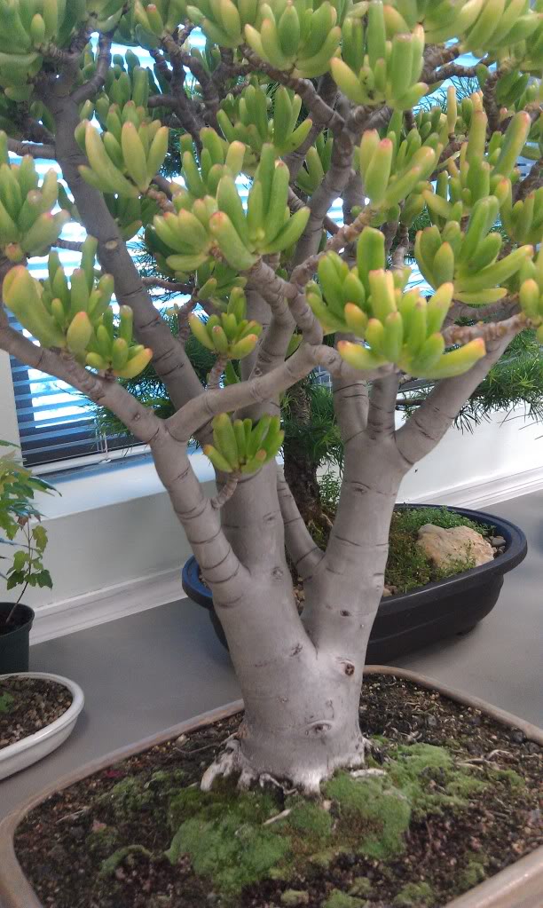 Mi primer visita aun club de bonsai IMAG0182