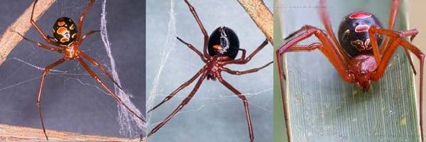 The Red Widow Latrodectus-bishopi