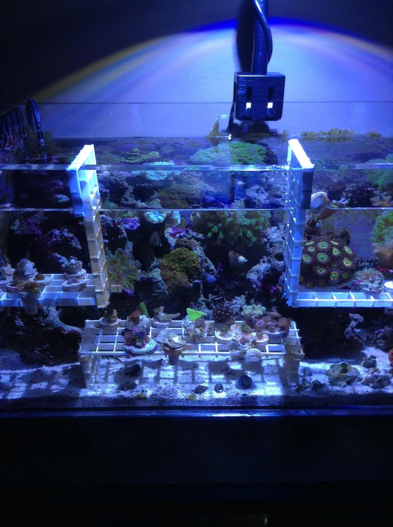 Shrum1340's nano reef/frag tank Image-10