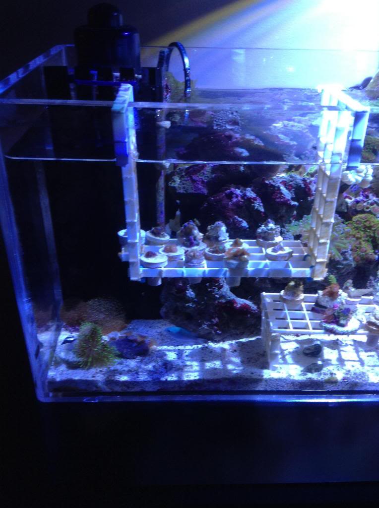 Shrum1340's nano reef/frag tank Image-11