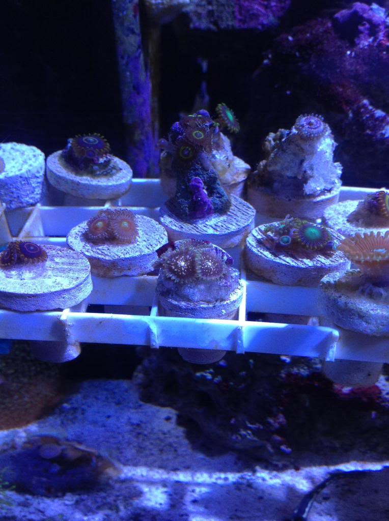 Shrum1340's nano reef/frag tank Image-19