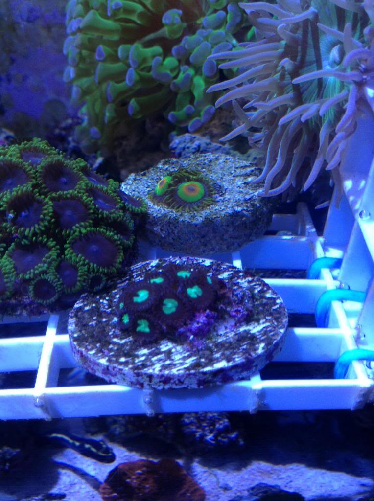 Shrum1340's nano reef/frag tank Image-20