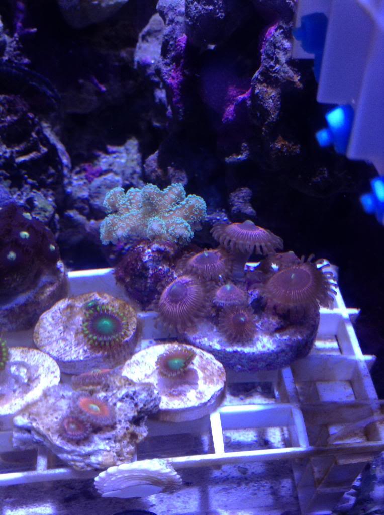 Shrum1340's nano reef/frag tank Image-22