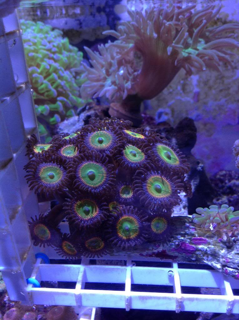 Shrum1340's nano reef/frag tank Image-25