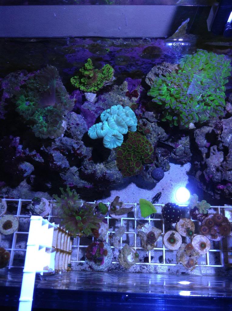 Shrum1340's nano reef/frag tank Image-26