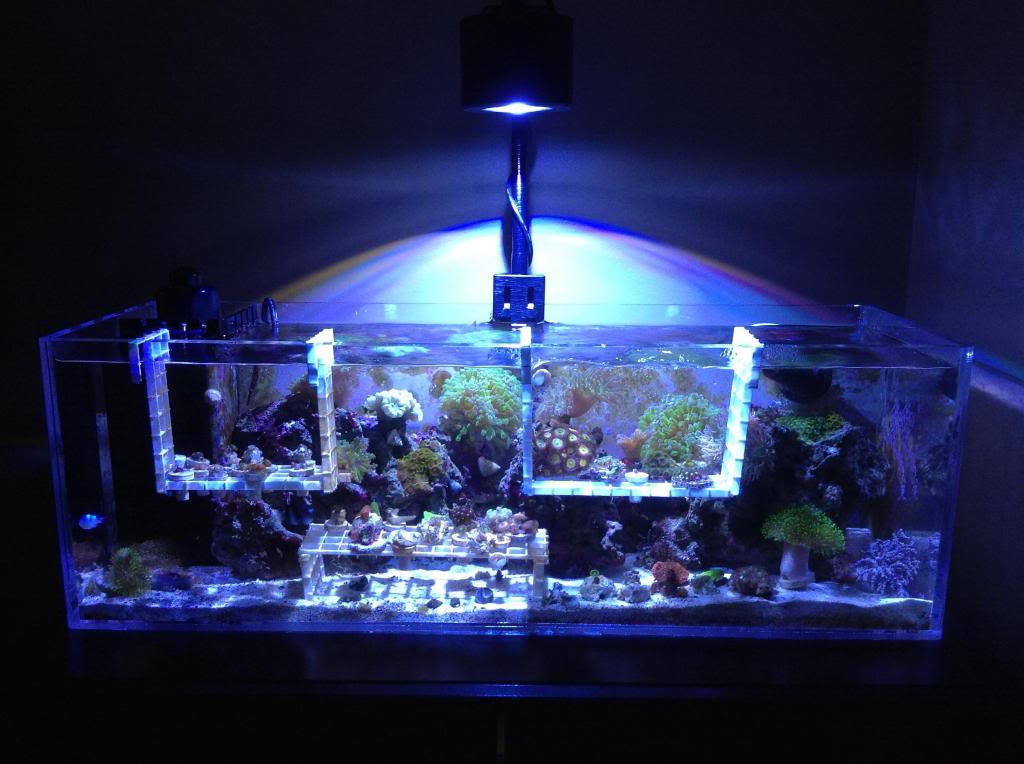 Shrum1340's nano reef/frag tank Image-7