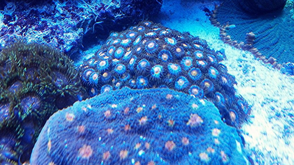 Help me name new Zoa!!! Image-77