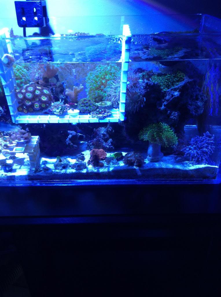 Shrum1340's nano reef/frag tank Image-9