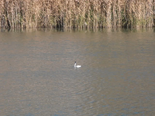 Visita lagunas de ruidera - Página 5 PC020840