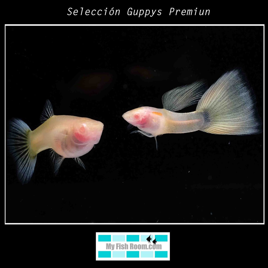 Nueva llegada de Guppys , Endlers , Ciprínidos y Corydoras de muy buena calidad Gupp.%20Transparent%202_zps18k06fp6