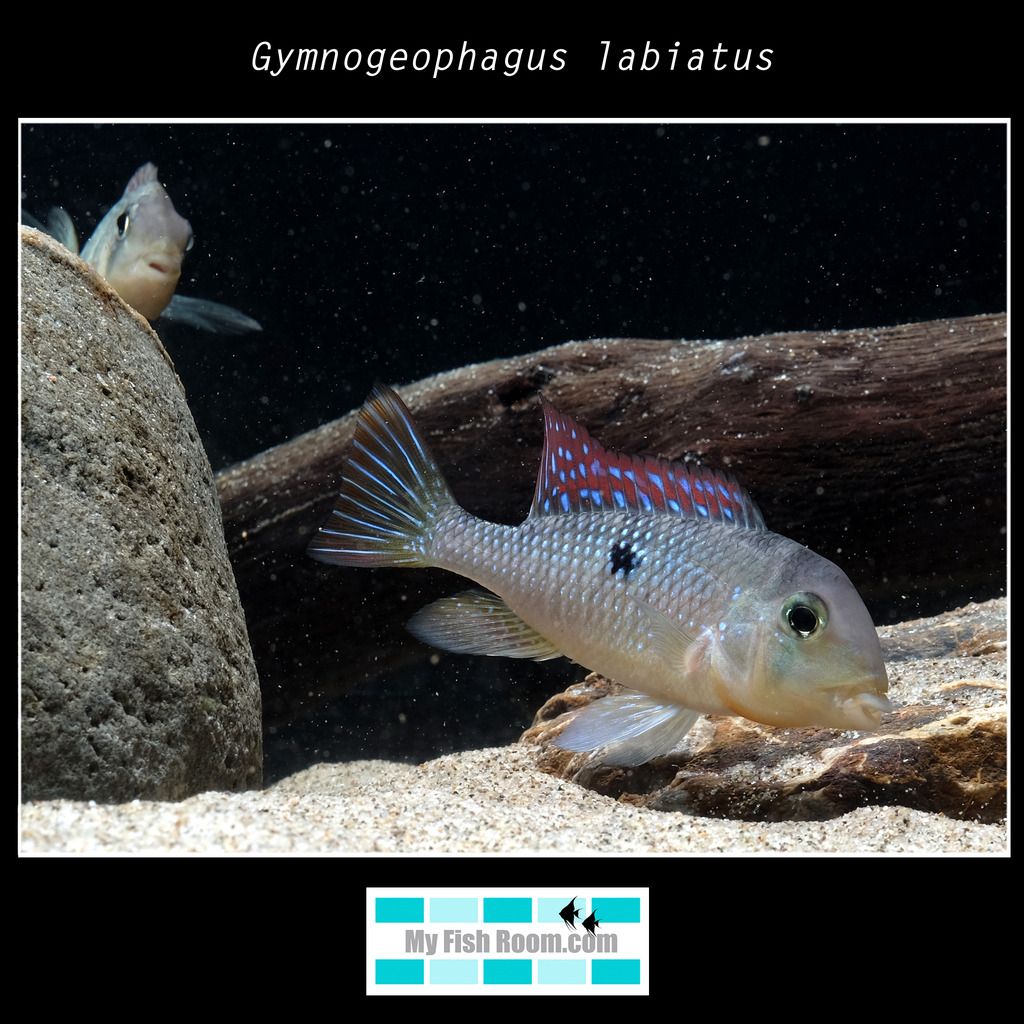 Gymnogeophagus labiatus Gymnogeophagus%20labiatus001_zpsl9hopiav