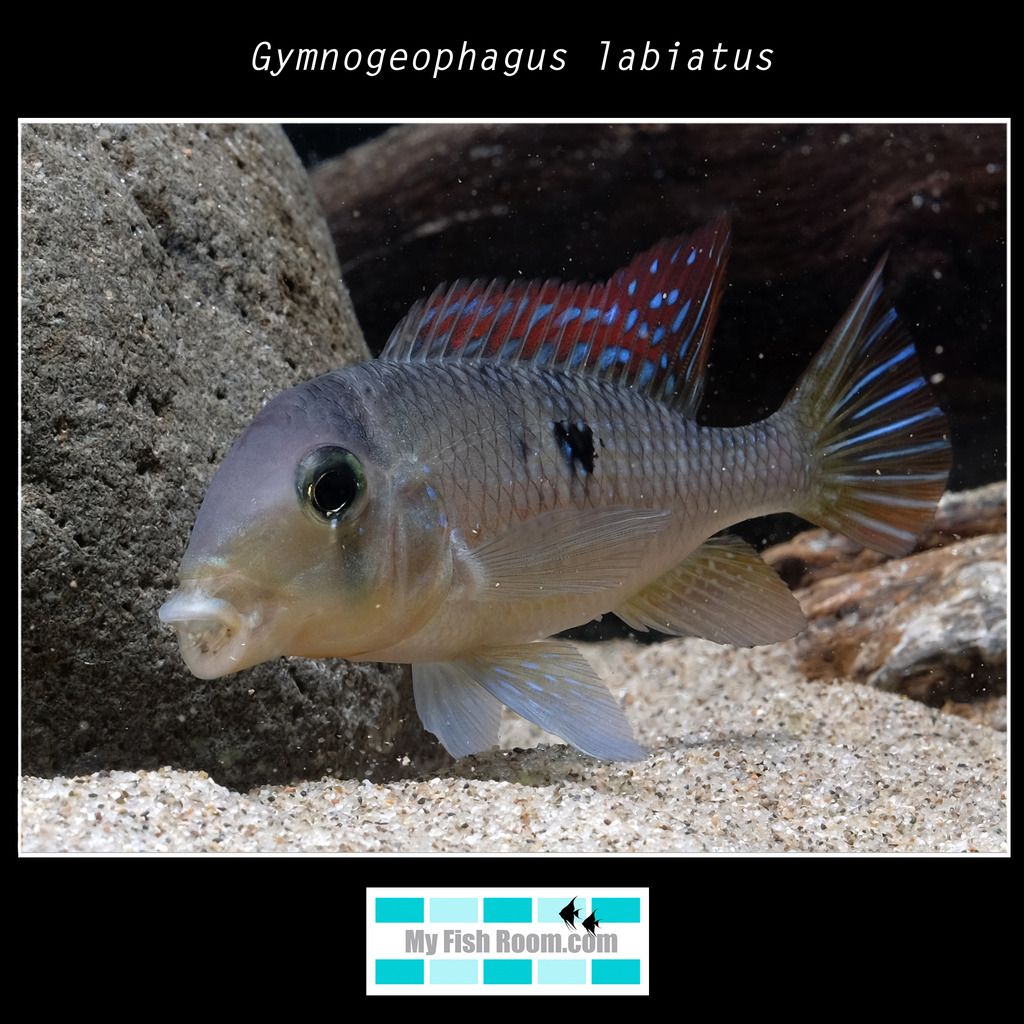 Gymnogeophagus labiatus Gymnogeophagus%20labiatus03_zps3oqro8tg