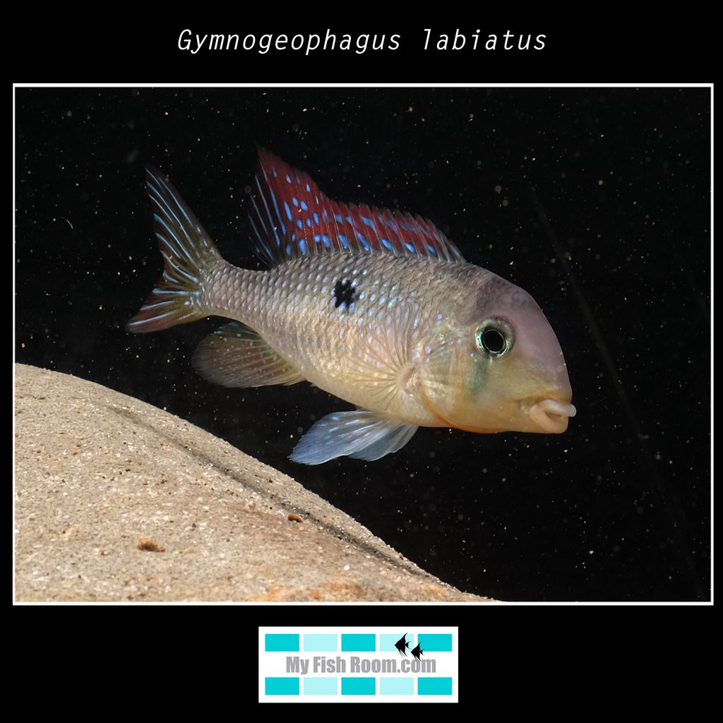 Gymnogeophagus labiatus Gymnogeophagus%20labiatus0_zps7u15e2zm