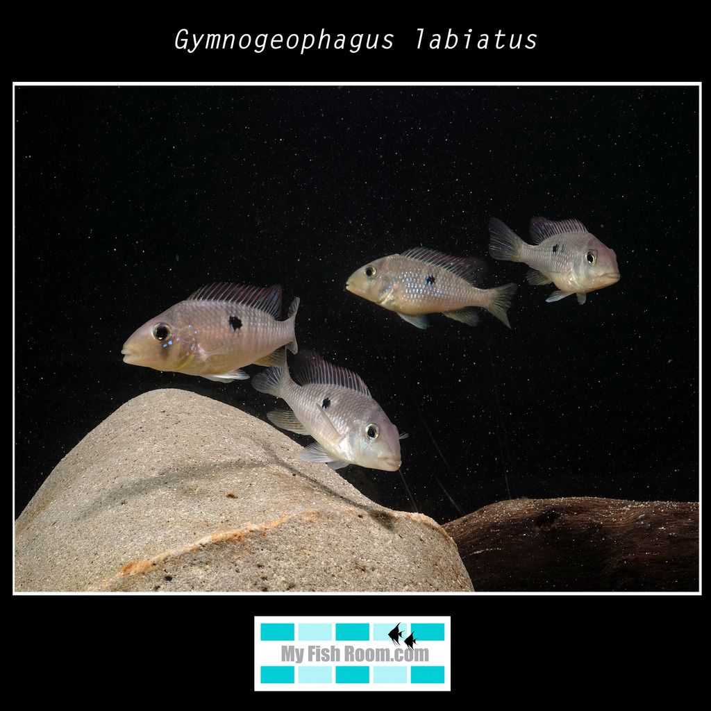 Gymnogeophagus labiatus Gymnogeophagus%20labiatus9_zps8wt2xeic