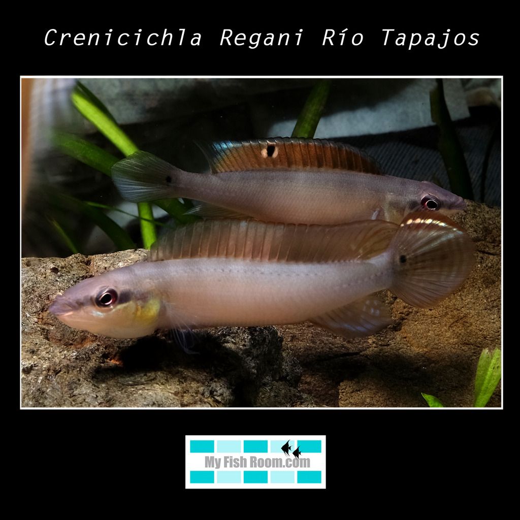 Crenicichla Regani Río Tapajós Crenicichla%20Regani%20Riacuteo%20Tapajos333_zpscuambcoi