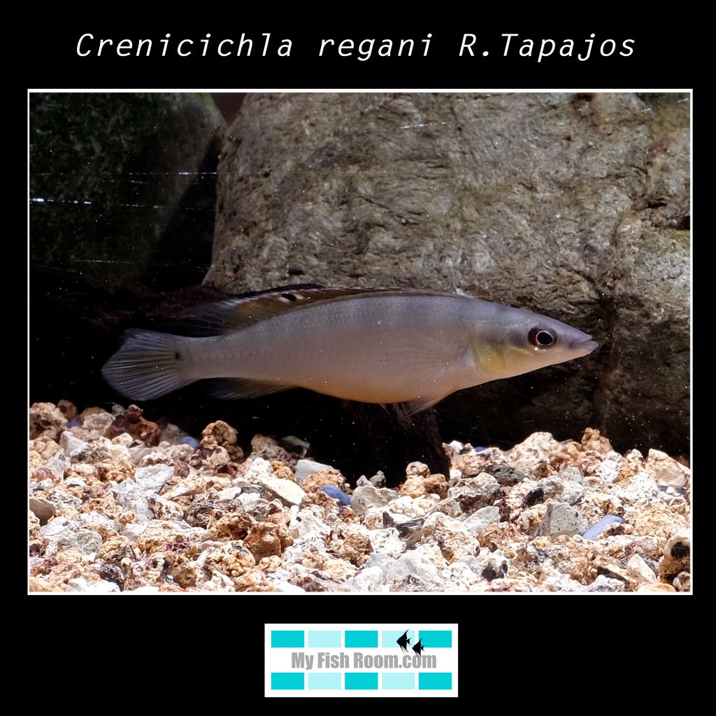 Listado de peces disponibles en tienda - Febrero 2016 Crenicichla%20regani%20R.Tapajos2_zpsdsrijr4a