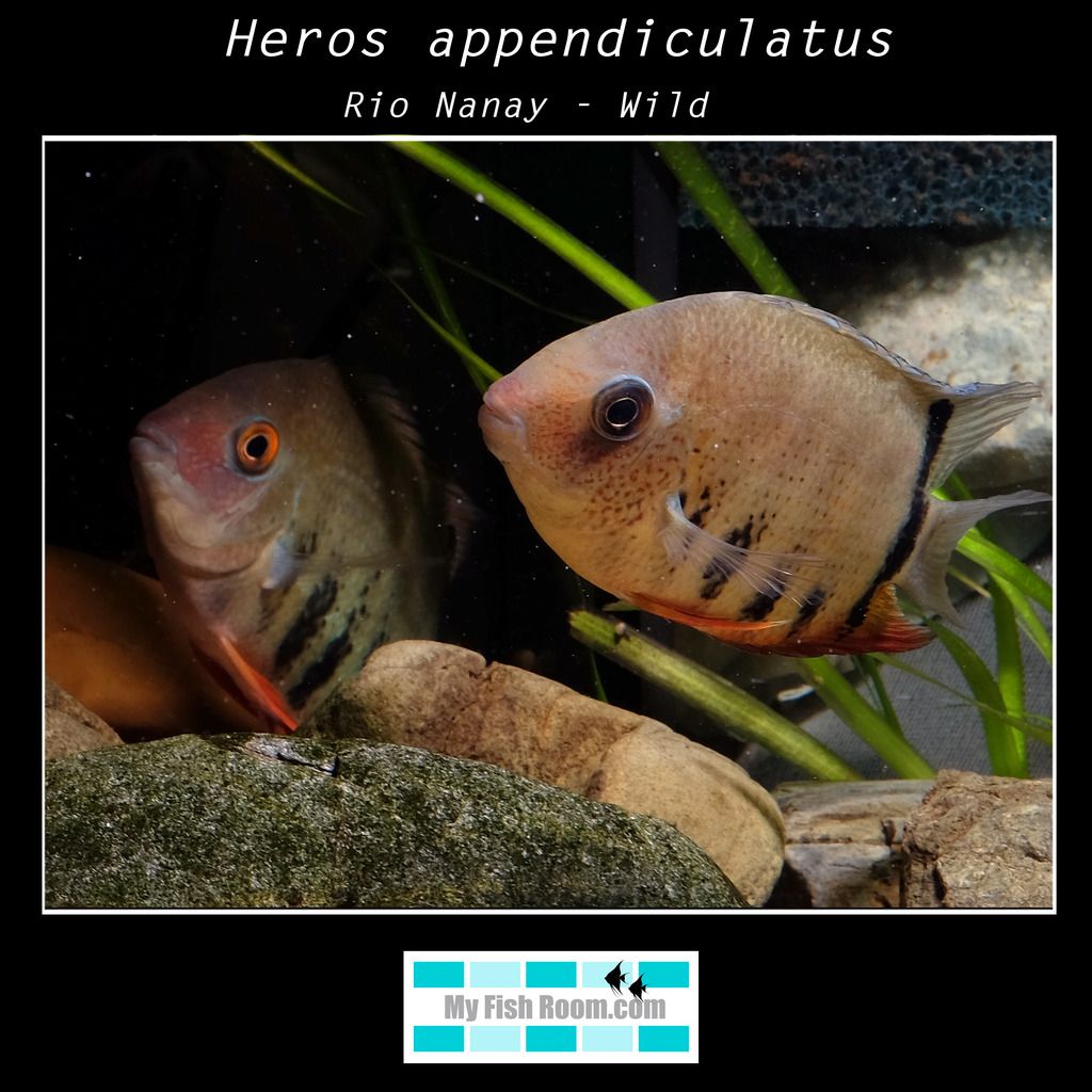 Listado de peces disponibles en tienda - Febrero 2016 Heros%20appendiculatus%20Rio%20Nanay_zpsy1mecmke