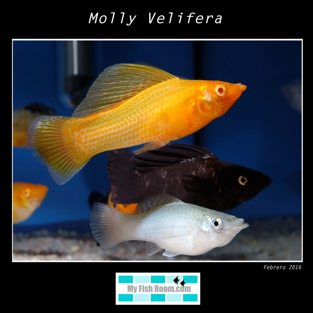 Listado de peces disponibles en tienda - Febrero 2016 Molly%20Velifera1_zpspx1sivb0