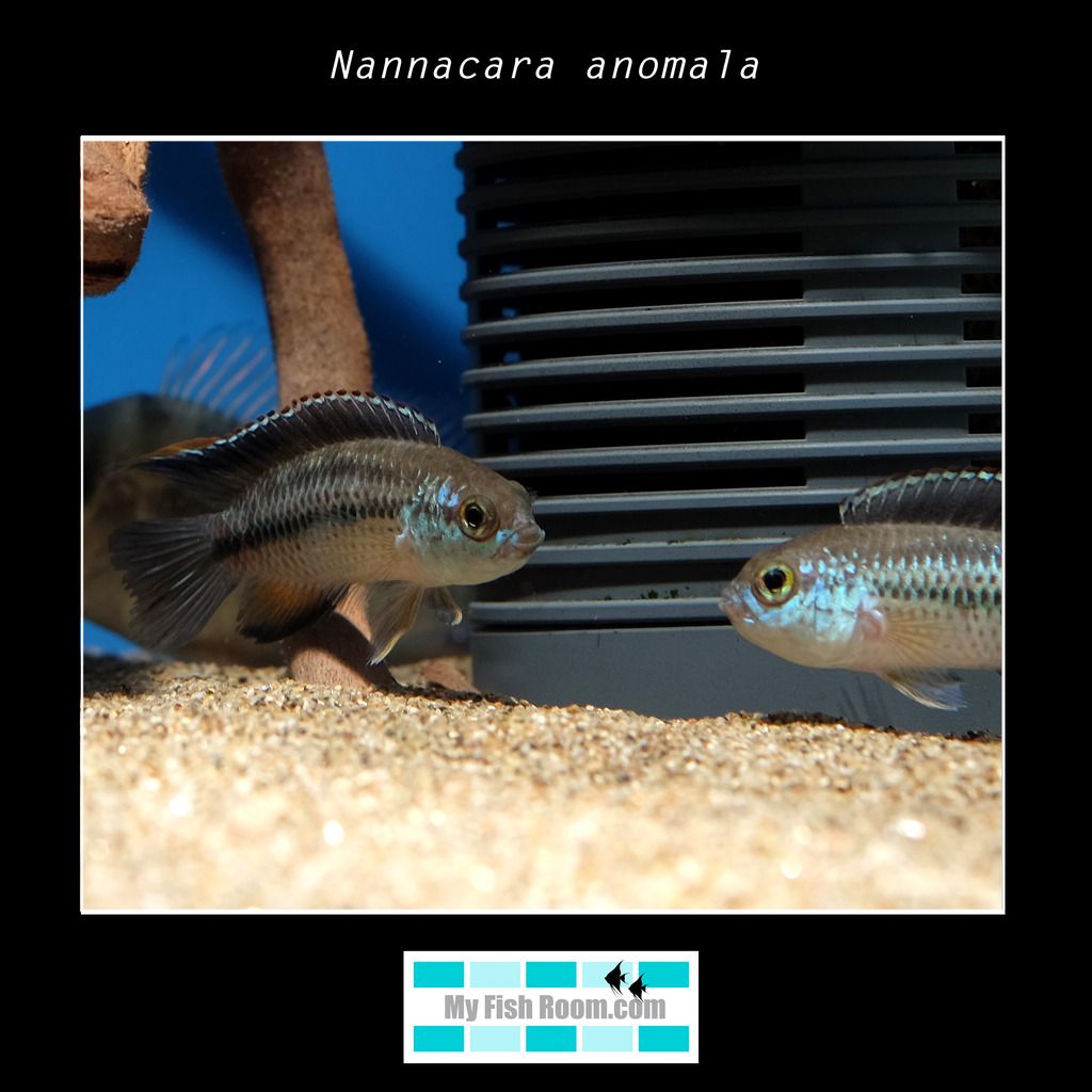 Listado de peces disponibles en tienda - Febrero 2016 Nannacara%20anomala3_zps3qzqfxra