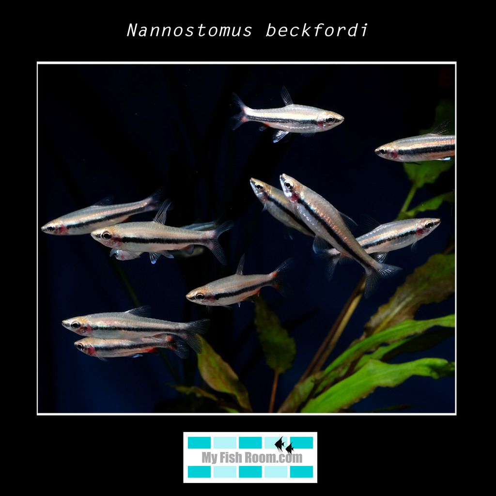 Listado de peces disponibles en tienda - Febrero 2016 Nannostomus%20beckfordi_zpszr5fvxzl