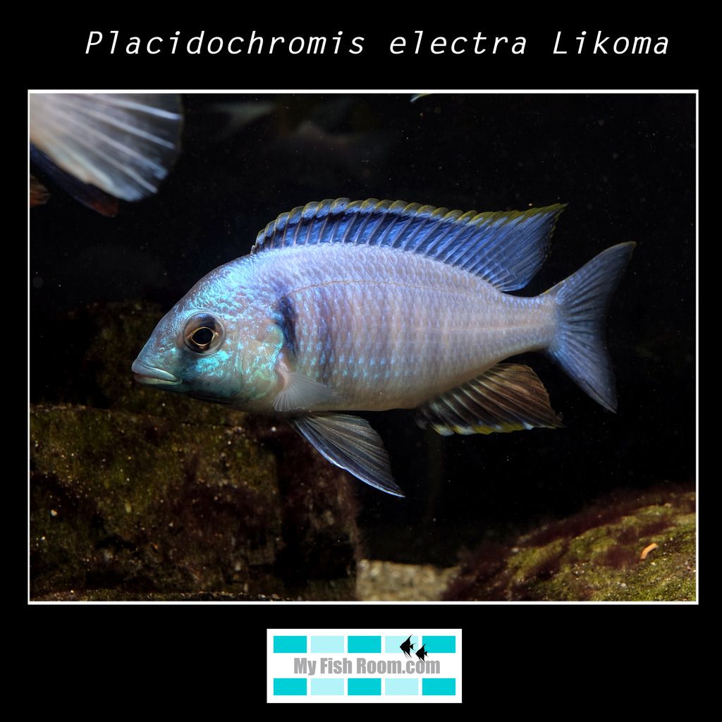 Listado de peces disponibles en tienda - Febrero 2016 Placidochromis%20electra%20Likoma_zpsnff9rm69