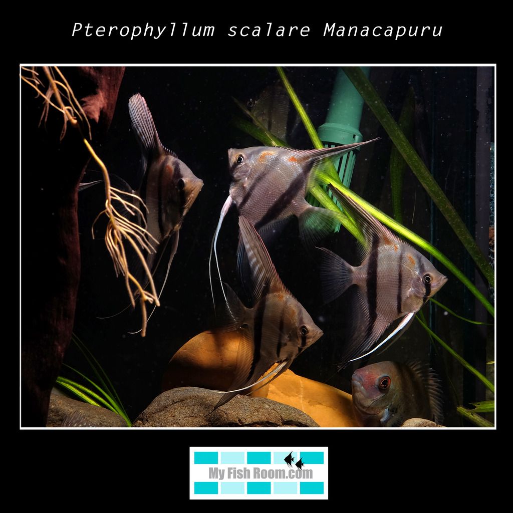 Listado de peces disponibles en tienda - Febrero 2016 Pterophyllum%20scalare%20Manacapuru2_zps8d8sq6rg