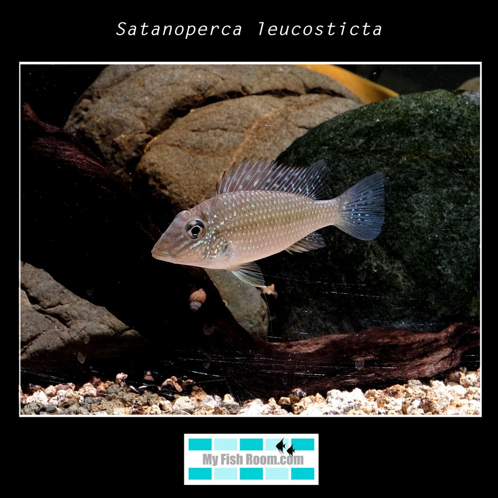 Listado de peces disponibles en tienda - Febrero 2016 Satanoperca%20leucosticta4_zpsml0vbdbj