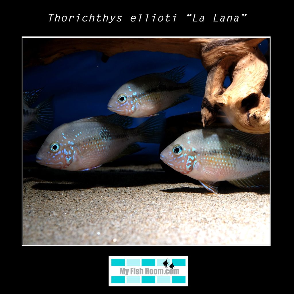 Listado de peces disponibles en tienda - Febrero 2016 Thorichthys%20ellioti%20La%20Lana_zpsr3k1jhjd