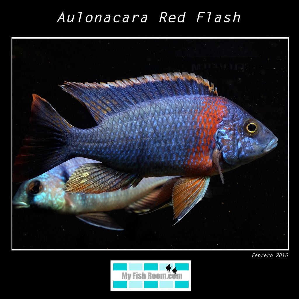 Listado de peces disponibles en tienda - Febrero 2016 Red%20flsh_zps7zvc06hf