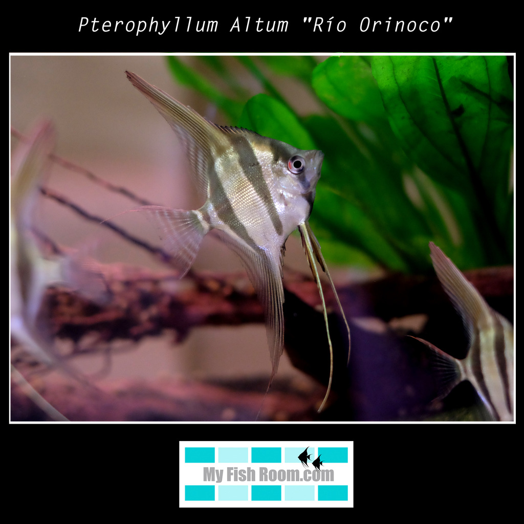 Ya estamos de vuelta en Málaga con muchas novedades!!! Pterophyllum%20Altum%20quotRiacuteo%20Orinocoquot1_zpscllh4yji