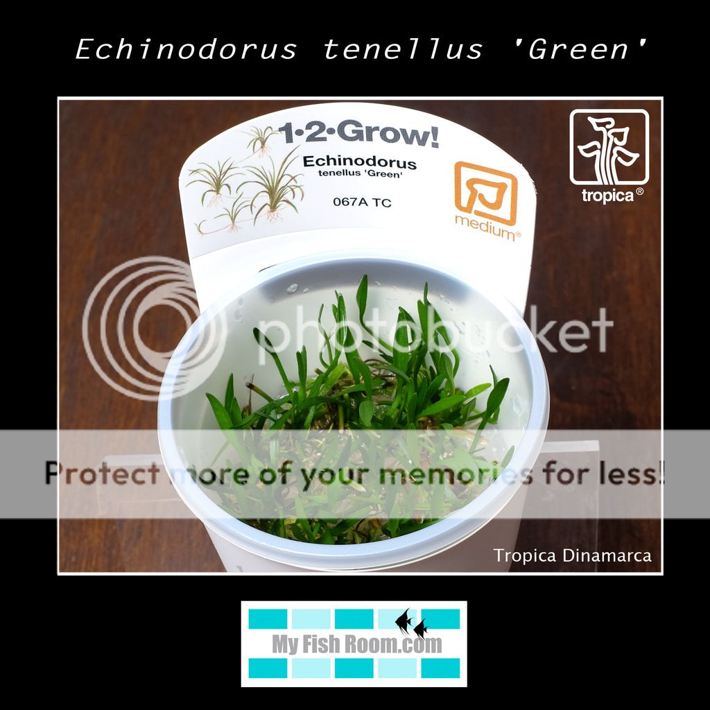 Nueva llegada de plantas Tropica Dinamarca Echinodorus%20tenellus%20Green_zpsrkdswauh