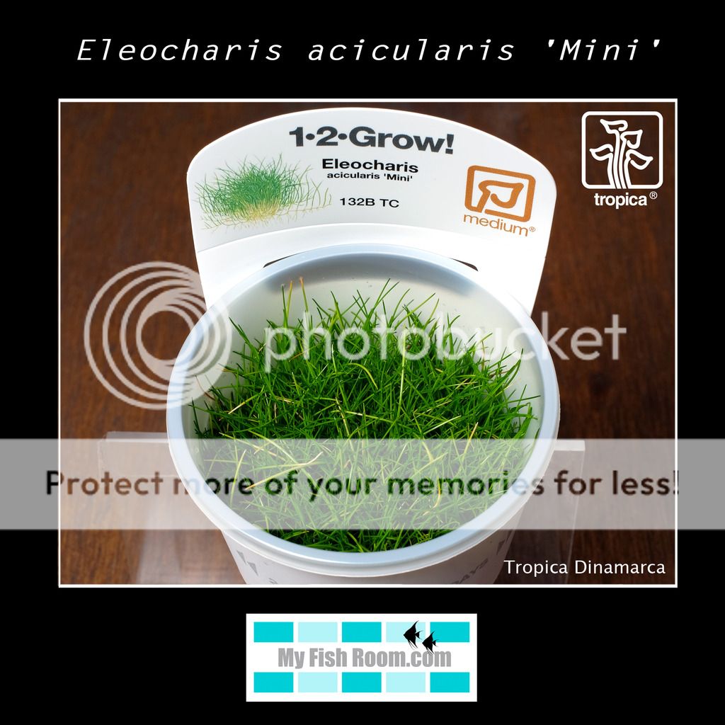 Nueva llegada de plantas Tropica Dinamarca Eleocharis%20acicularis%20Mini_zpszvkx8a1d