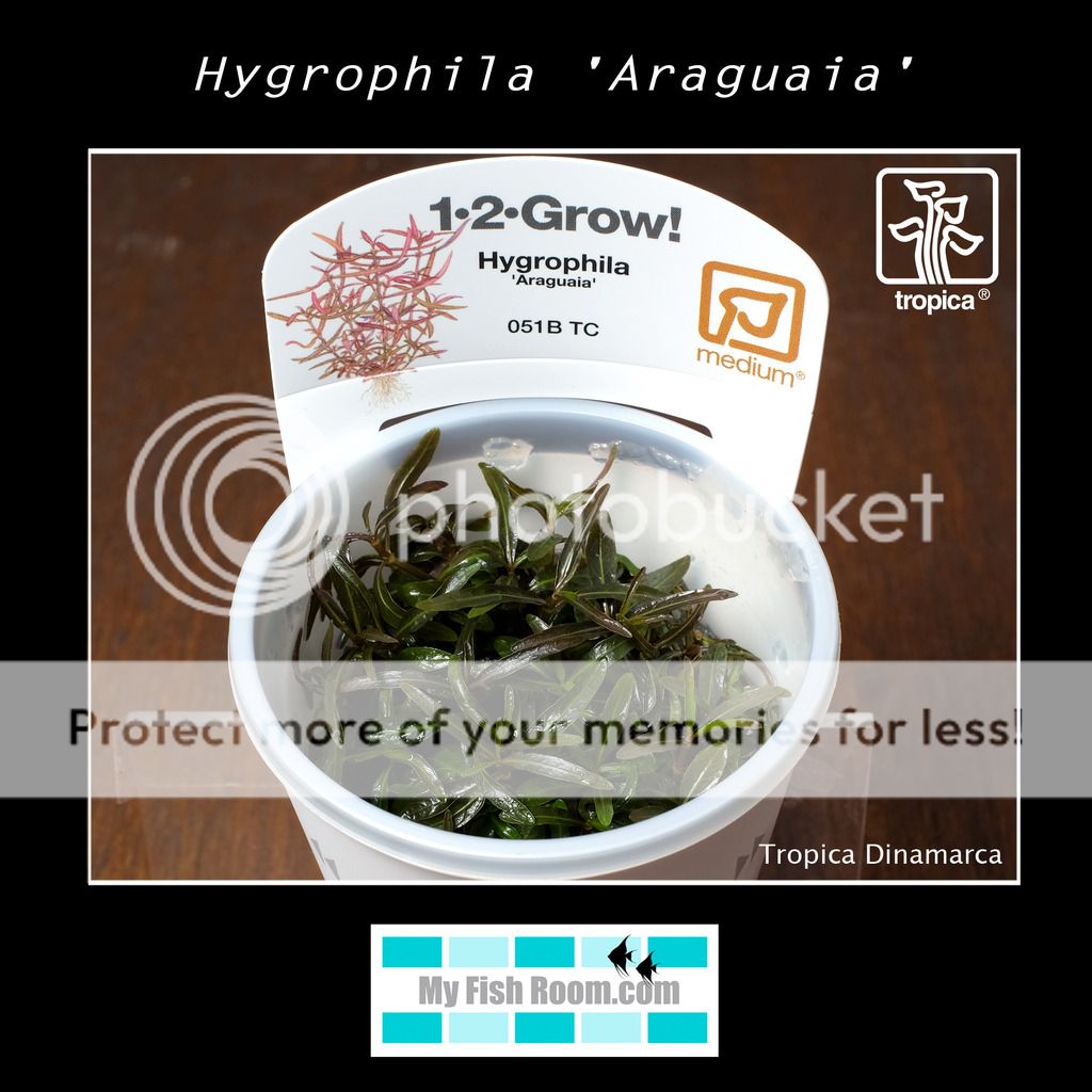 Nueva llegada de plantas Tropica Dinamarca Hygrophila%20Araguaia_zpse0aq4qmu