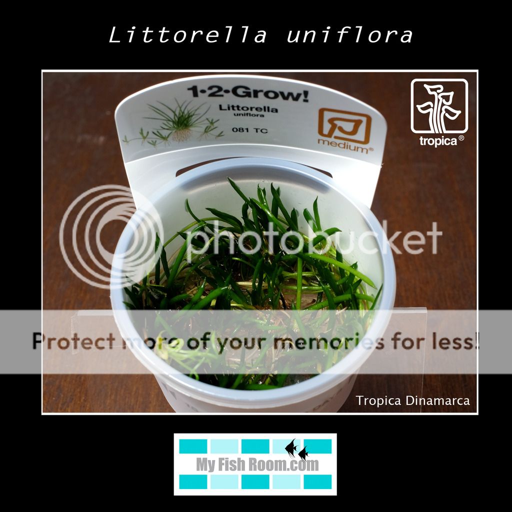 Nueva llegada de plantas Tropica Dinamarca Littorella%20uniflora_zpsedbtlvtn