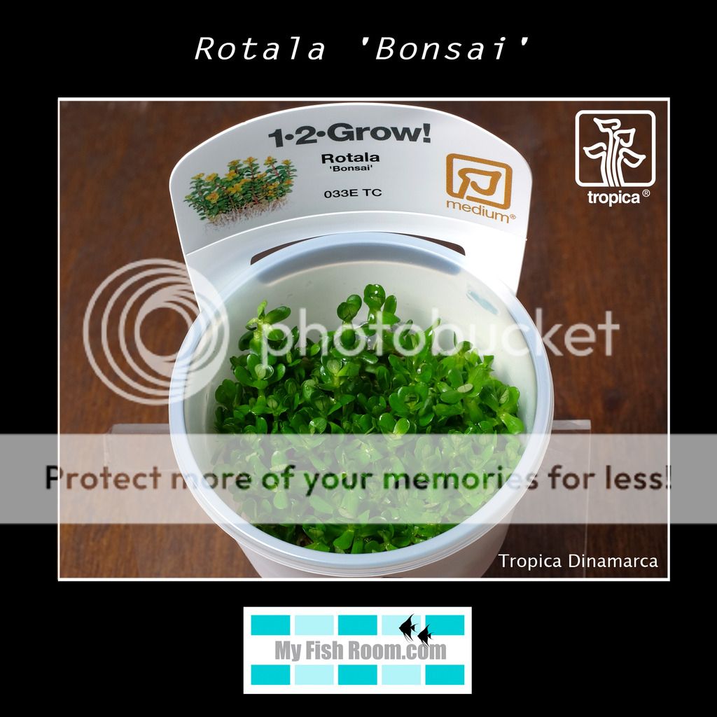 Nueva llegada de plantas Tropica Dinamarca Rotala%20Bonsai_zpsovvems83