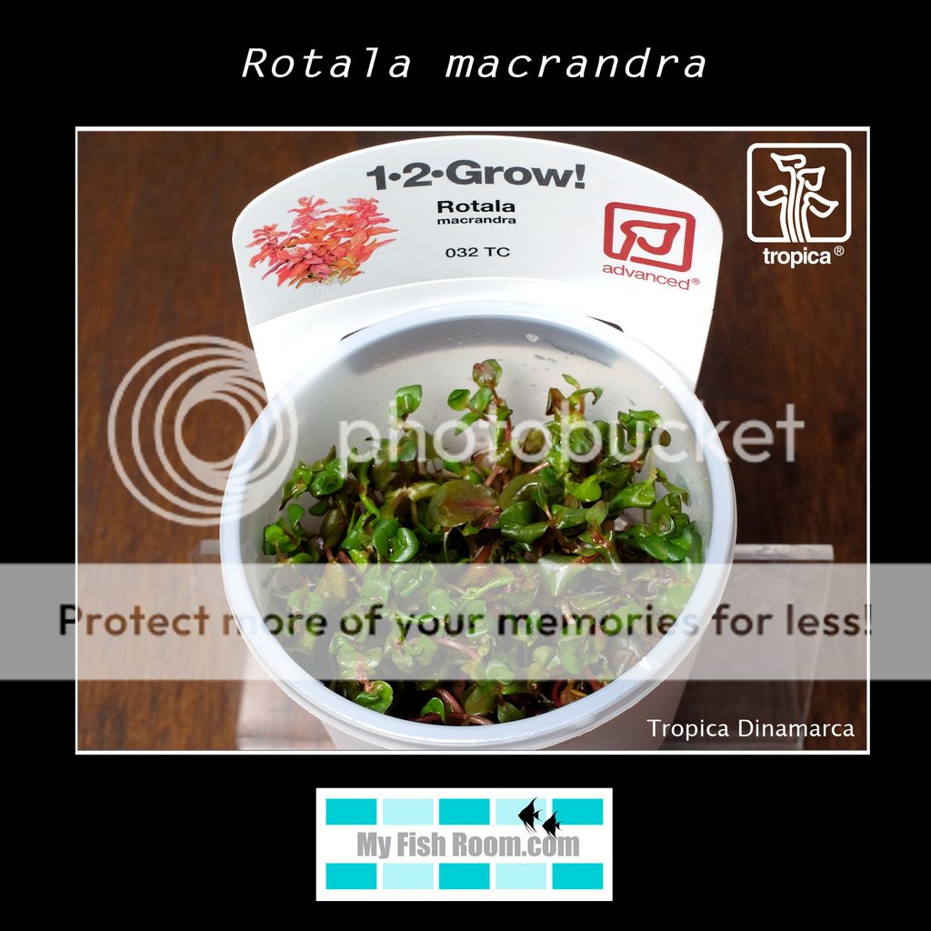 Nueva llegada de plantas Tropica Dinamarca Rotala%20macrandra_zpsrpqco05z