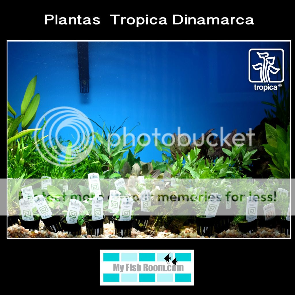 Nueva llegada de plantas Tropica Dinamarca Plantero1_zpsrypyv4ah