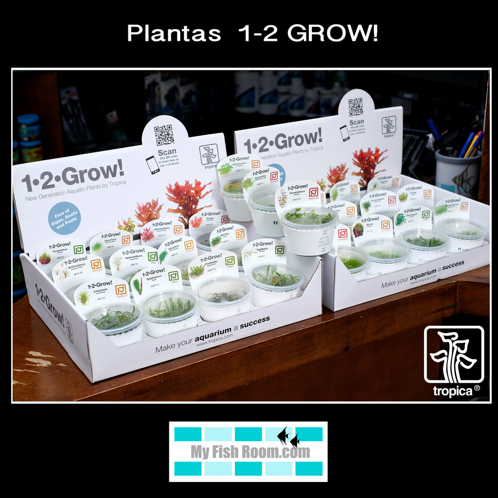 Nueva llegada de plantas Tropica Dinamarca Tarrinas1_zpsqcmn32kk