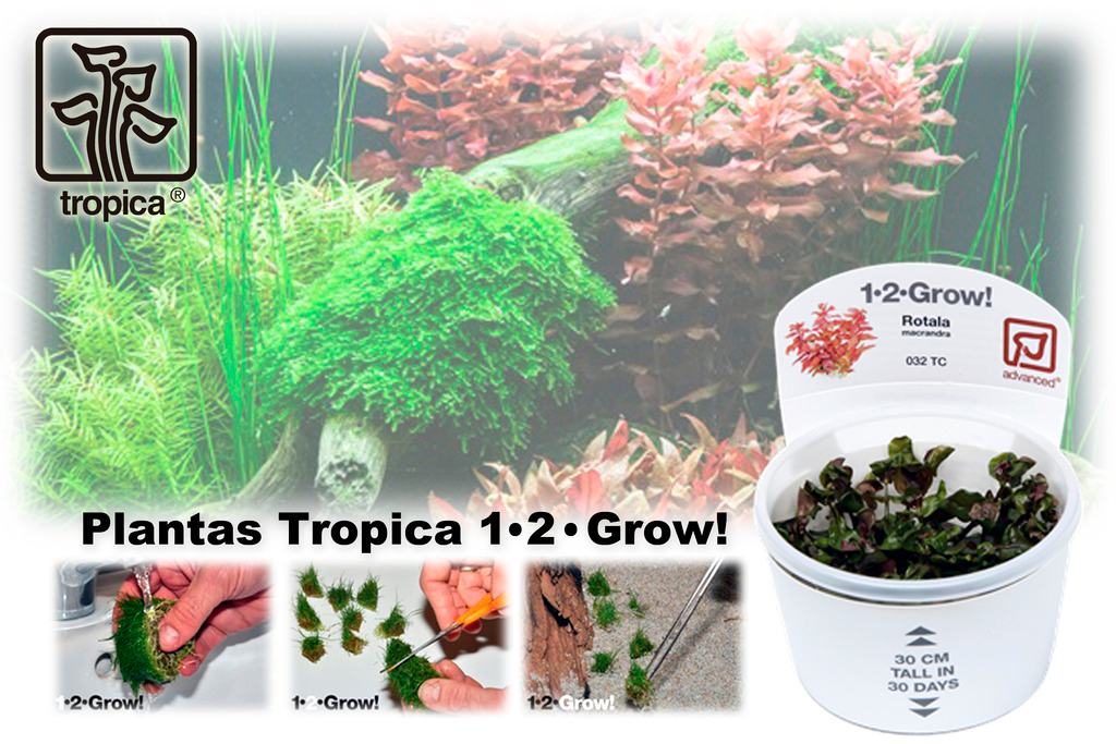 Nueva llegada de plantas Tropica Dinamarca Tropica2_zpsf0v4rlnm