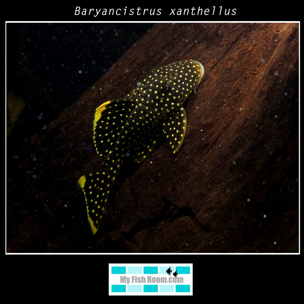 Peces en tienda de la importación de Diciembre Baryancistrus%20xanthellus1_zpsbac2q6y8