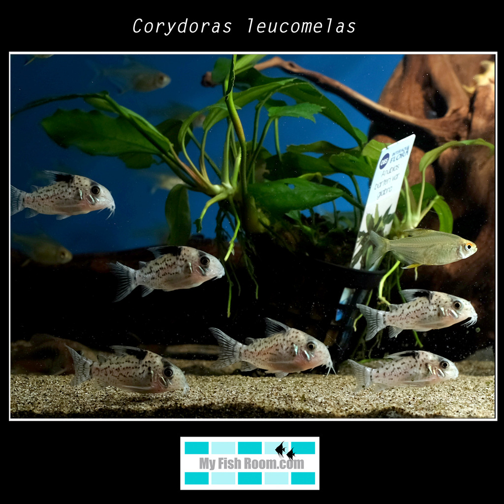 Peces en tienda de la importación de Diciembre Corydoras%20leucomelas%203_zpsbfh15x31