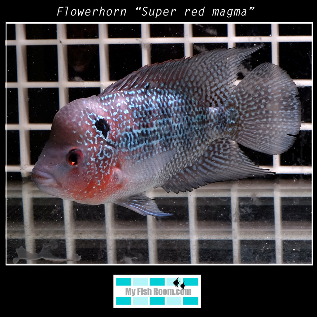 Peces en tienda de la importación de Diciembre Flowerhorn%20ldquoSuper%20red%20magmardquo_zps72hwksgy