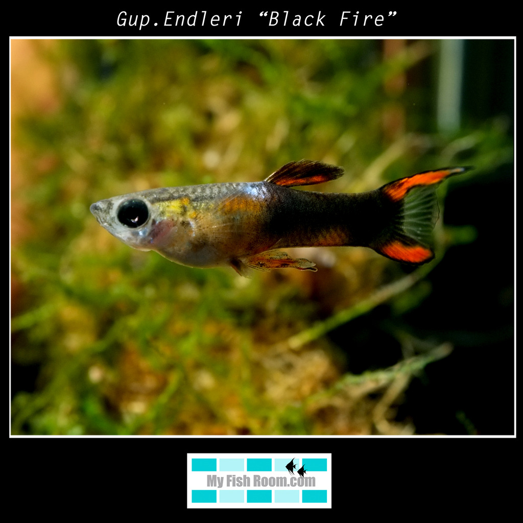 Peces en tienda de la importación de Diciembre Gup.Endleri%20Black%20Fire_zpsgubyorpa